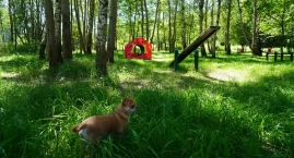 W Podlesiu powstał wybieg dla psów. Kolejne zostaną &hellip;
