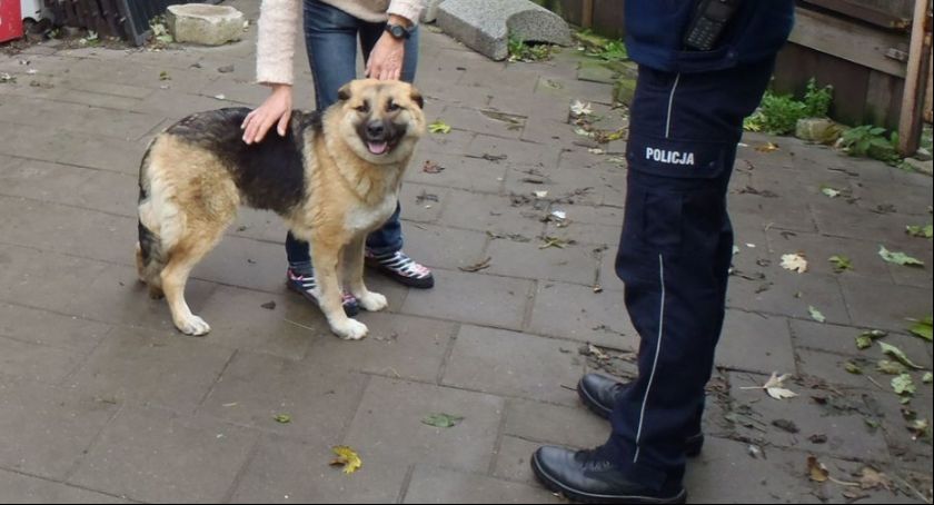 Łagów. Pies wpadł pod koła samochodu