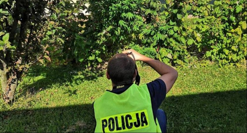 Policjanci zlikwidowali nielegalną uprawę konopi indyjskich w powiecie łowickim