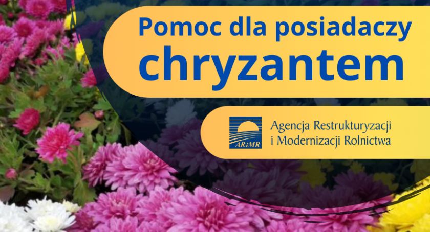 Pomoc dla posiadaczy chryzantem. Kiedy i gdzie złożyć wniosek?