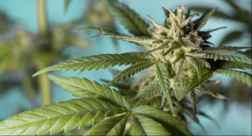 Legalna marihuana w Polsce wkrótce może stać się faktem
