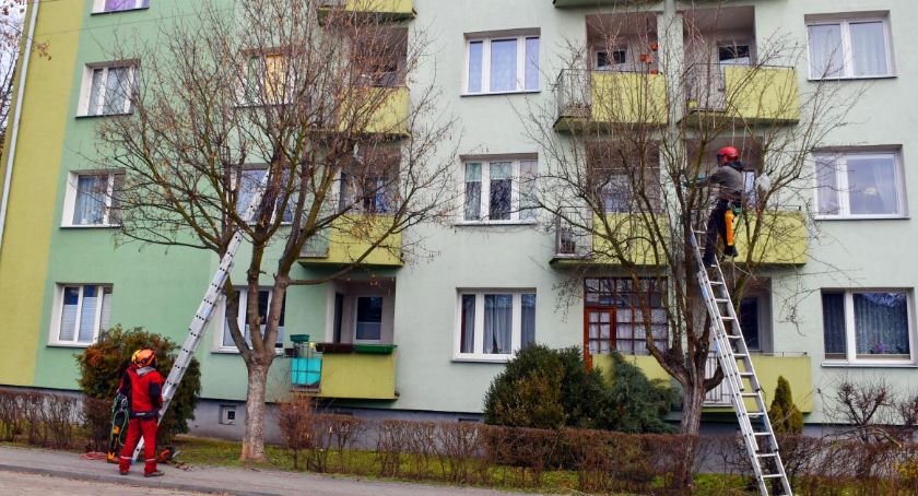 Przycinka drzew na osiedlach Łowickiej Spółdzielni Mieszkaniowej