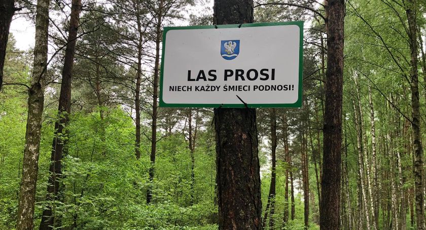 Czyste lasy w gminie Łowicz – kolejne działania