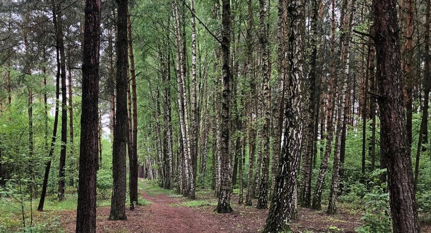 Wkrótce ruszy nabór wniosków o wsparcie na zalesianie