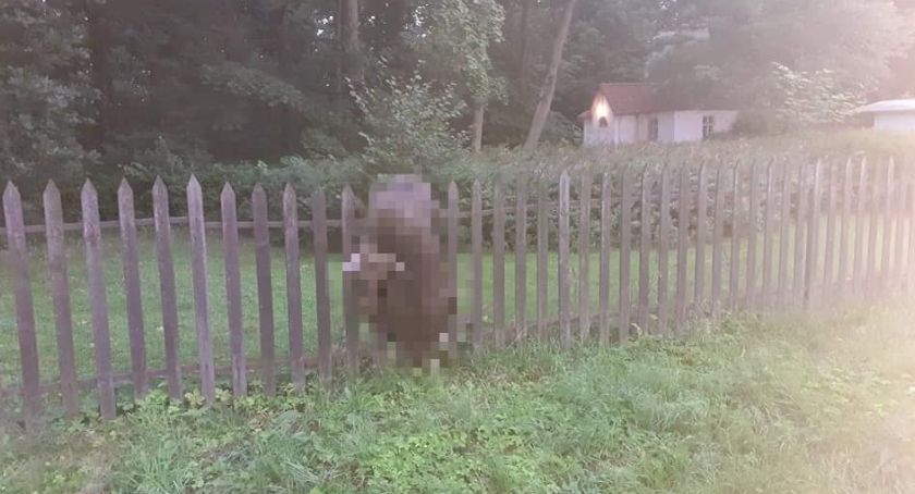Arkadia. Tragiczna śmierć dwóch łosi