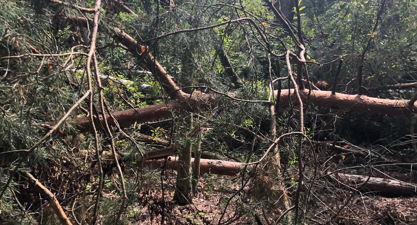 Łowicz. W lasku miejskim wciąż dostrzegalne są skutki nawałnicy (Foto, Video)