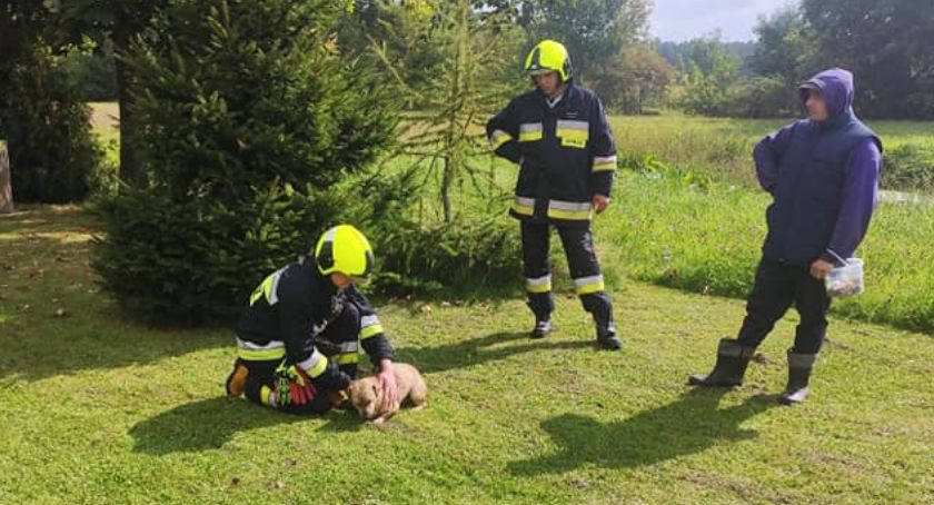 Karolew. Strażacy uratowali psa, który wpadł do studni