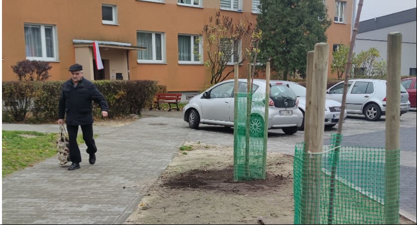 Na łowickich osiedlach posadzono klony