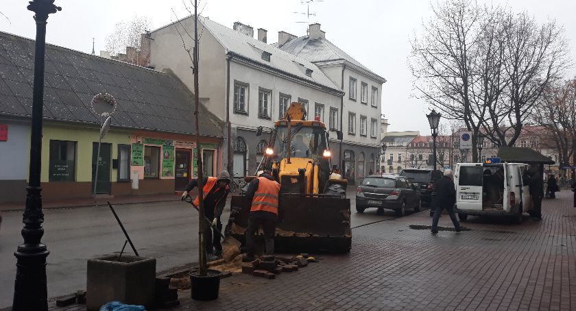Łowicz. Nie tylko wycinają, ale też sadzą nowe drzewka (foto, film)
