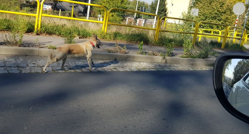 Zdarzenie drogowe w alejkach Sienkiewicza. Przyczyną - pies!