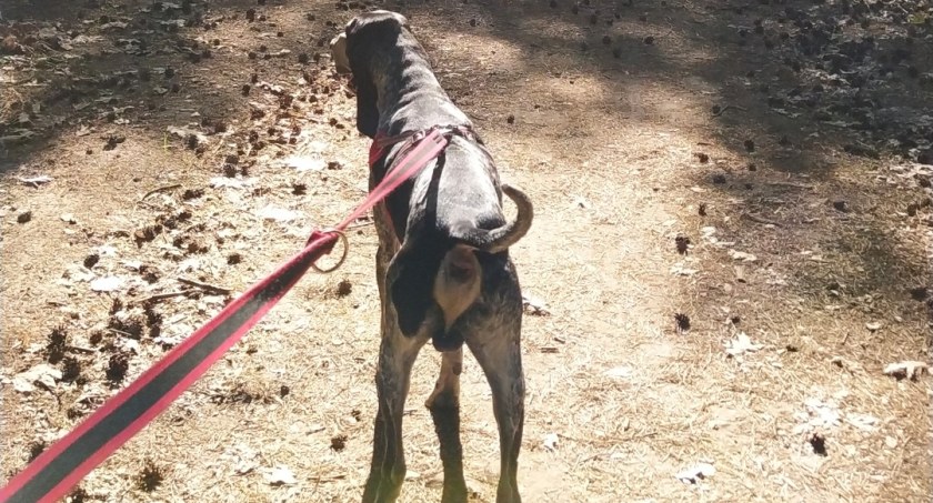 Łowicz. Wiosenny dogtrekking w Lasku Miejskim