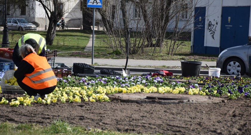 Łowicz. Końca dobiega sadzenie bratków na miejskich skwerach (foto,film)