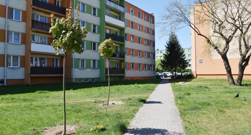 Kolejne nasadzenia drzew na osiedlach ŁSM (foto)