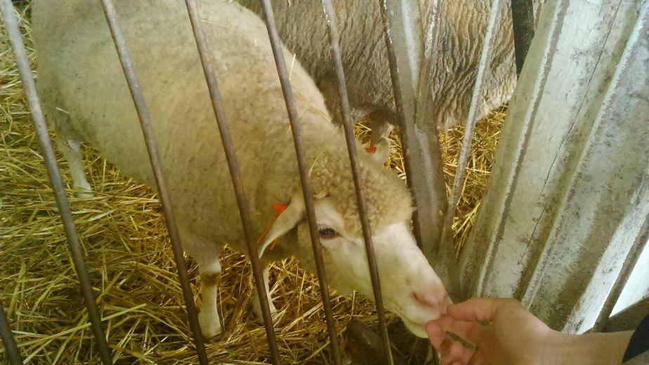 Uczniowie Blichu zwiedzali gospodarstwo w Żelaznej