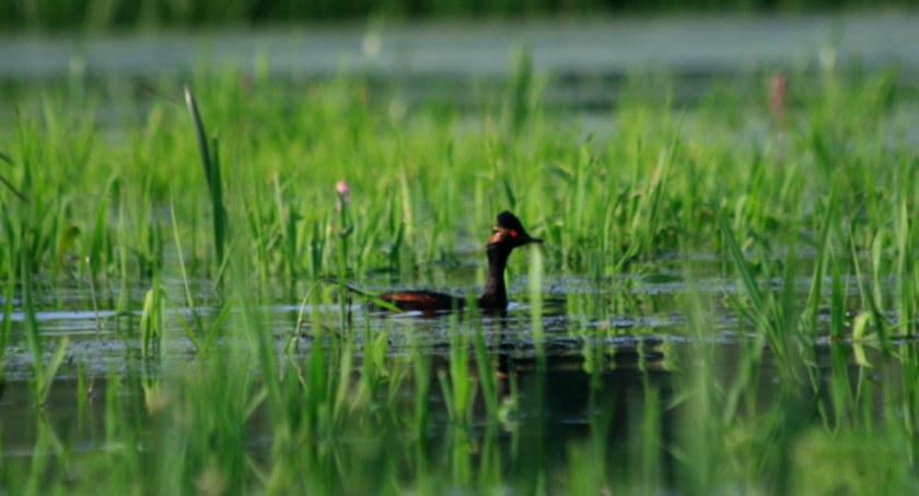 Powiat Łowicki. Konkurs plastyczny pn. „Awifauna Pradoliny Warszawsko-Berlińskiej”