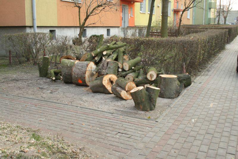 Było drzewo, nie ma drzewa