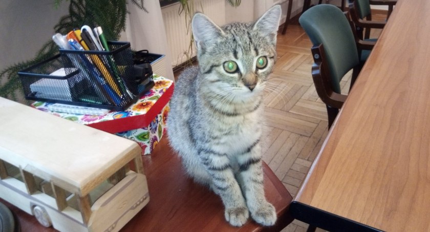 Wiemy jakie imię nadano ratuszowej kotce