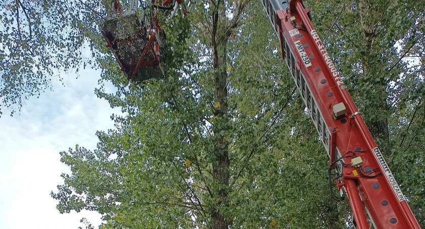 Siedział kilka dni na drzewie i nie chciał zejść! Kota uratowali strażacy