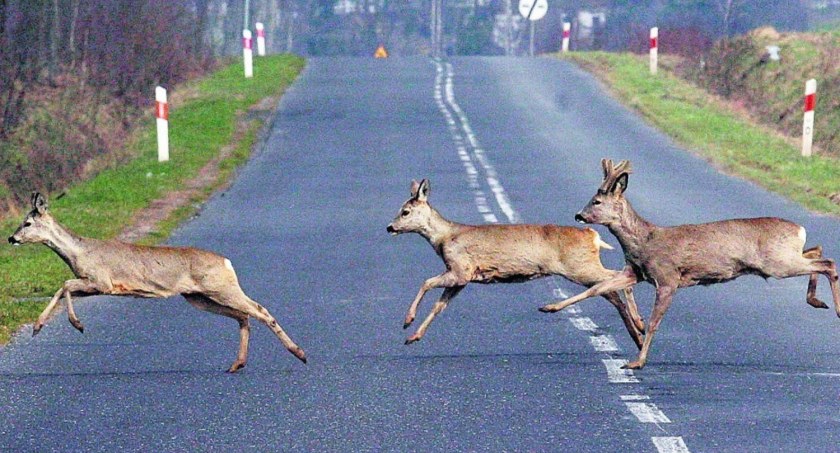 Gmina Chąśno. Sarna wybiegła na drogę wprost pod nadjeżdżające auto!