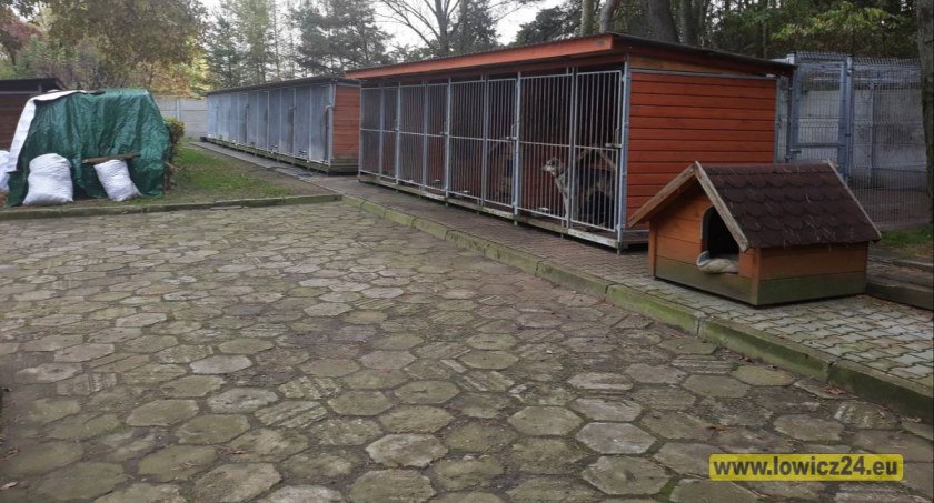 Podaj Łapę. Ruszyła ósma zbiórka dla schroniska w Łowiczu
