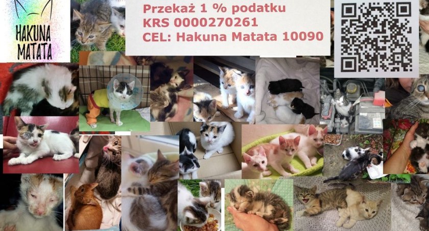Wspomóżmy zbiórkę! Uratujmy chore i bezdomne kociaki! 