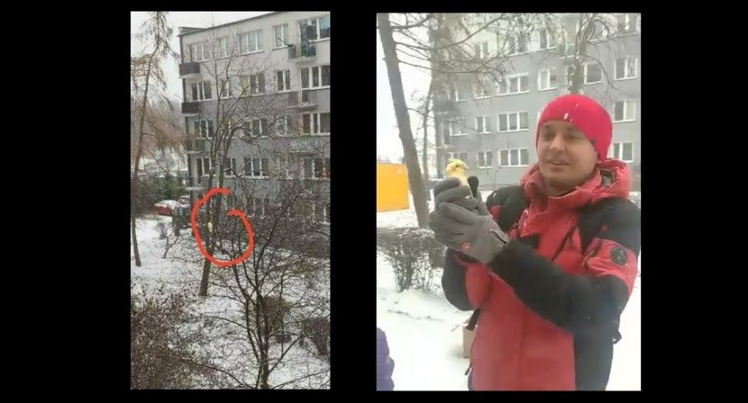 Łowicz. Szczęśliwy finał łapania... papugi
