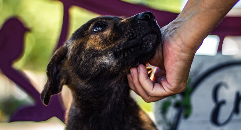 Gdzie szukać psa lub kota do adopcji?