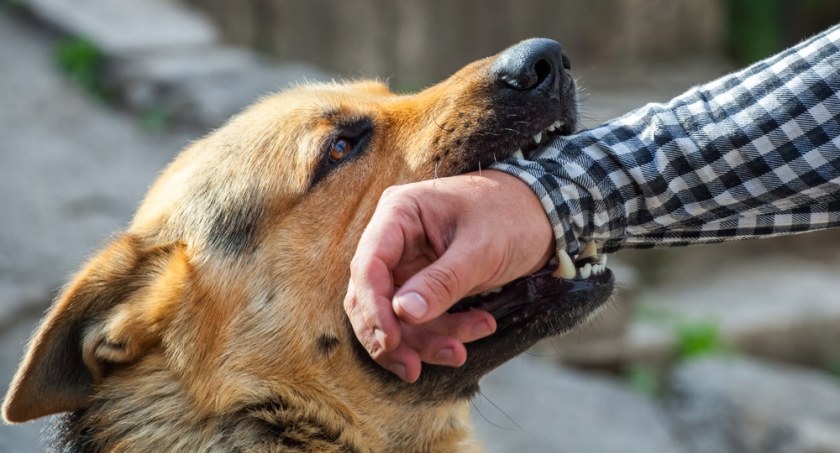 Policja przypomina - za zachowanie psa odpowiada właściciel!