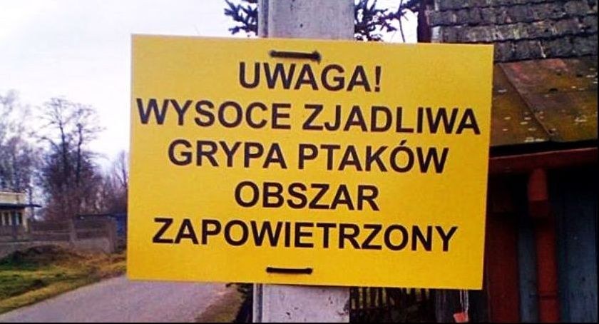 Ptasia grypa dotarła do naszego regionu
