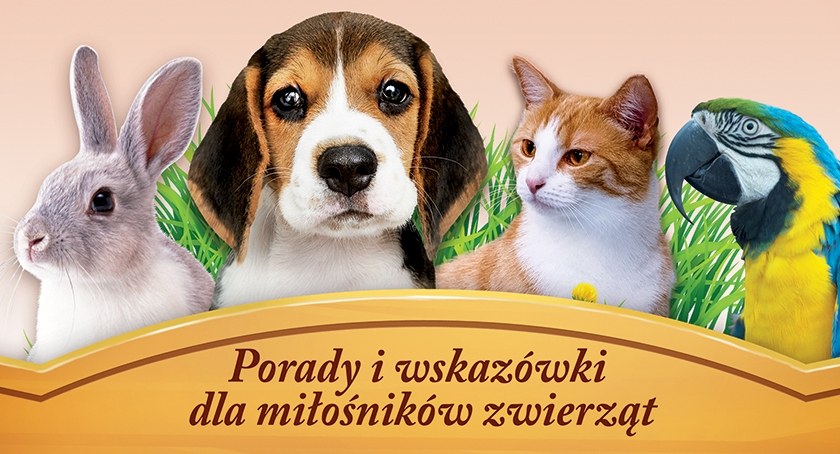 Uwaga kleszcze! Chroń swojego pupila
