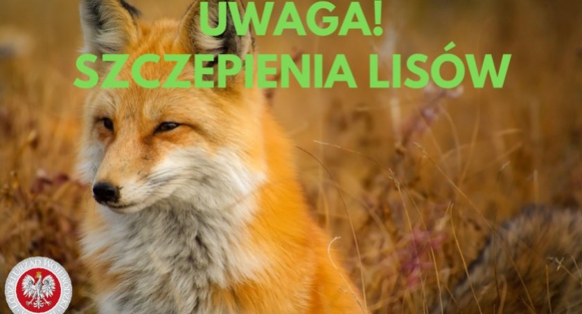 Powiat łowicki. Niebawem szczepienie lisów przeciwko wściekliźnie