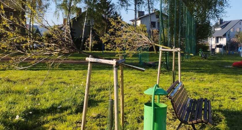 Miały być dla pokoleń! Niestety kolejne drzewka wycięte na Włókienniczej!