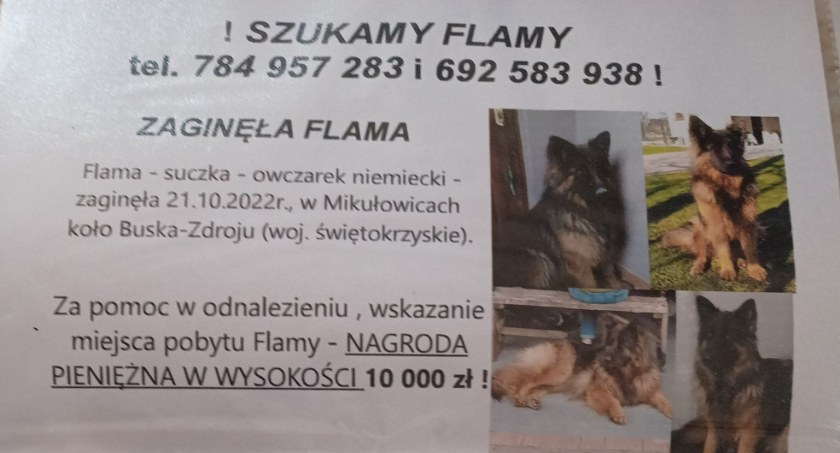 Ozzy odnalazł się 330 km od domu, a gdzie jest Flama? 10 tys. złotych nagrody za pomoc w odnalezieniu suczki