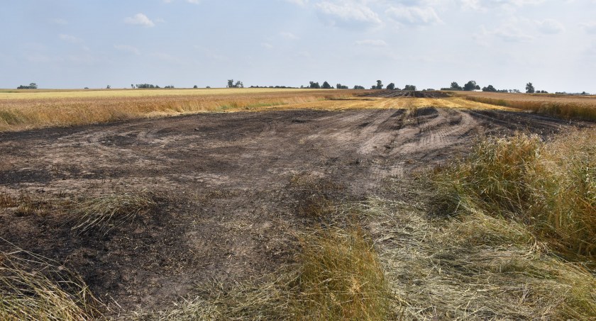 Gmina Chąśno. Pożar zboża na polu w Wyborowie (foto)