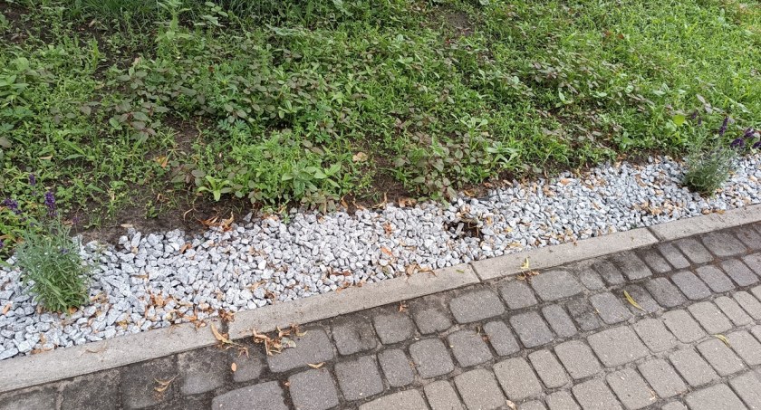 Lawendowa aleja przy budynku UM przerzedza się (foto)