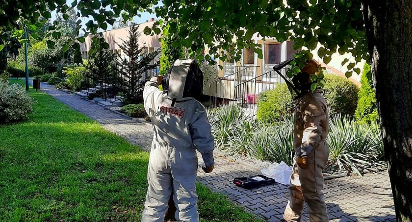 Plaga owadów błonkoskrzydłych? Strażacy z Łowicza i powiatu dawno nie mieli tak dużo interwencji