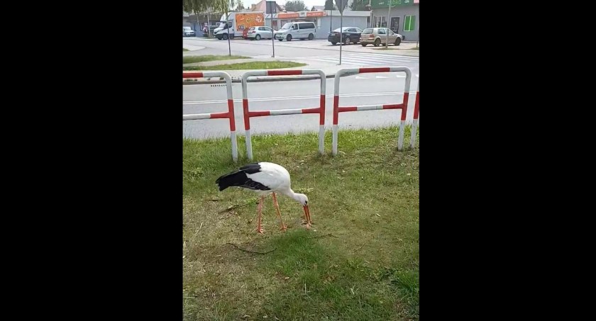 Łowicz. Oswojony bocianek poszukiwany, sam nie da sobie rady