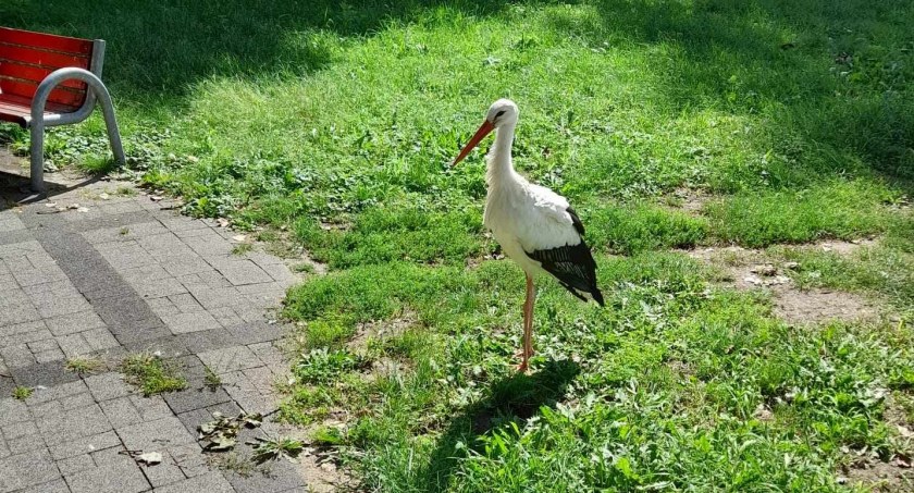 Bociek Henio z Łowicza trafił do ośrodka dla bocianów