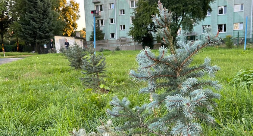 Nowe nasadzenia widoczne już w Łowiczu (foto)