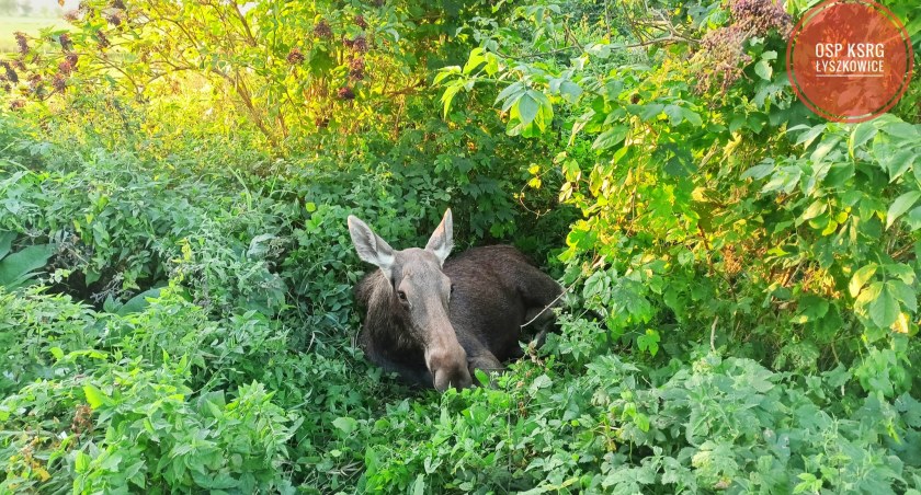Seligów. Strażacy wezwani do rannego łosia, na pomoc było za późno