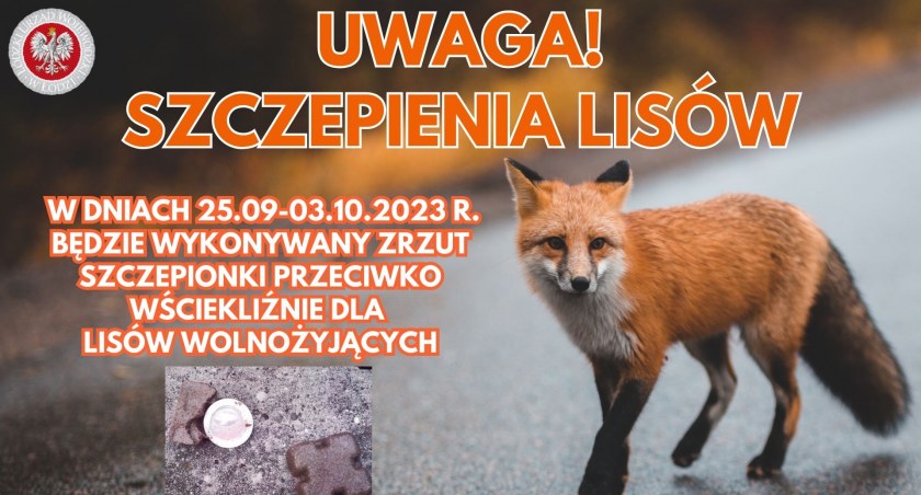 Powiat łowicki. Niebawem szczepienie lisów przeciwko wściekliźnie