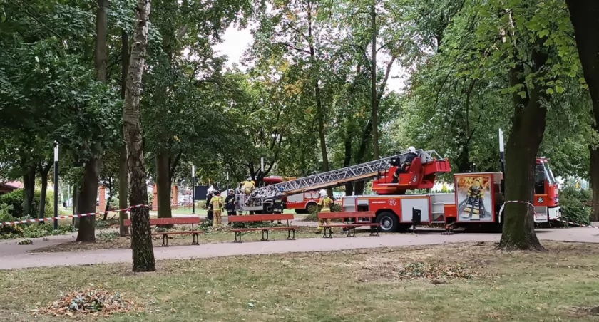  Łowicz. Interwencja strażaków w parku Mickiewicza (foto, film)