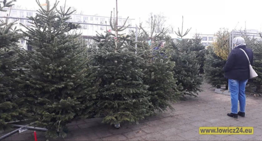 Gmina Nieborów. Oddasz makulaturę - otrzymasz choinkę!