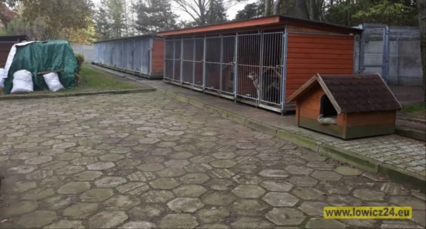 Podaj Łapę. Ruszyła dziewiąta zbiórka dla schroniska w Łowiczu