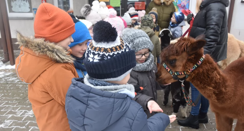 Przedszkolaki z Popowa poznały zwyczaje alpak (foto,film)