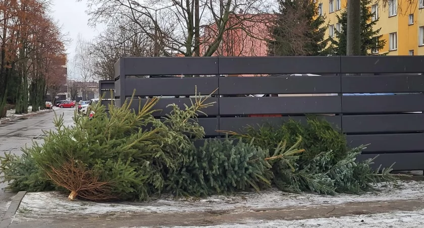 Cieszyły oko, teraz trafiają na śmietniki. Kiedy należy rozebrać choinkę?