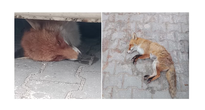 Miał pianę na pysku i słaniał się na nogach. W Łowiczu uśpiono młodego lisa