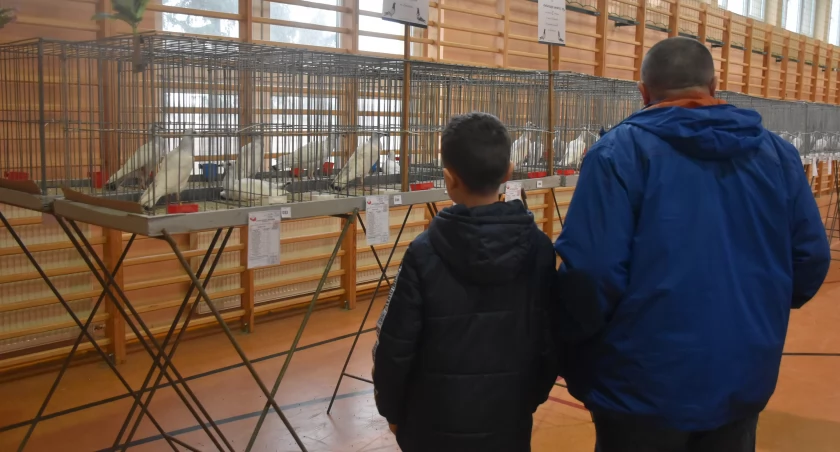 Wystawa gołębi rasowych w Kompinie (foto)