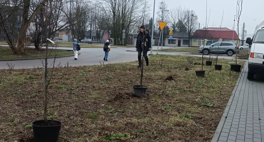 Łowicz. Rozpoczęło się sadzenie drzew na 888 urodziny miasta (foto)