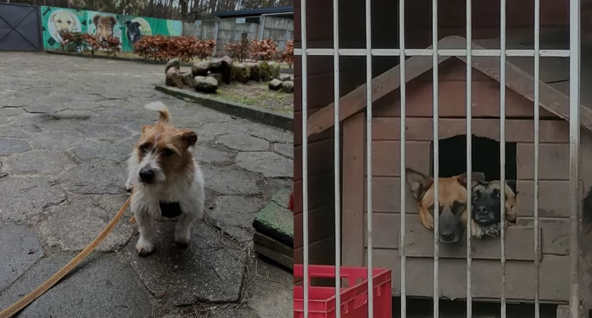 Światowy Dzień Zwierząt Bezdomnych. Jak możemy im pomóc?